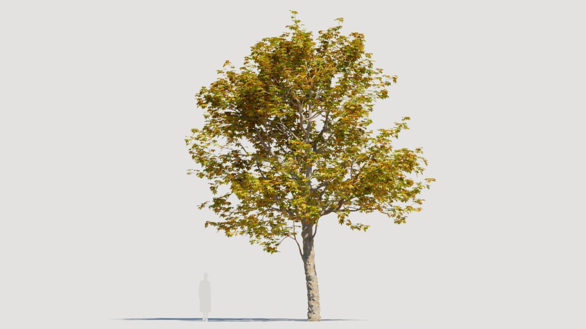 Platanus orientalis a 3D model_10