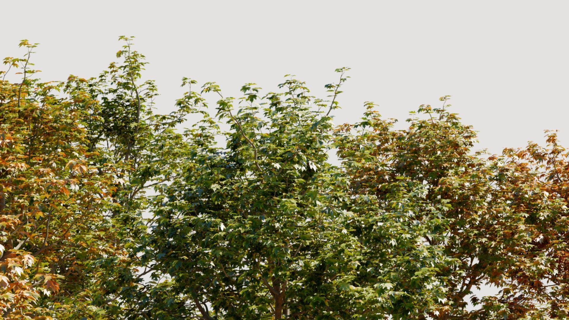 Platanus orientalis a 3D model_2