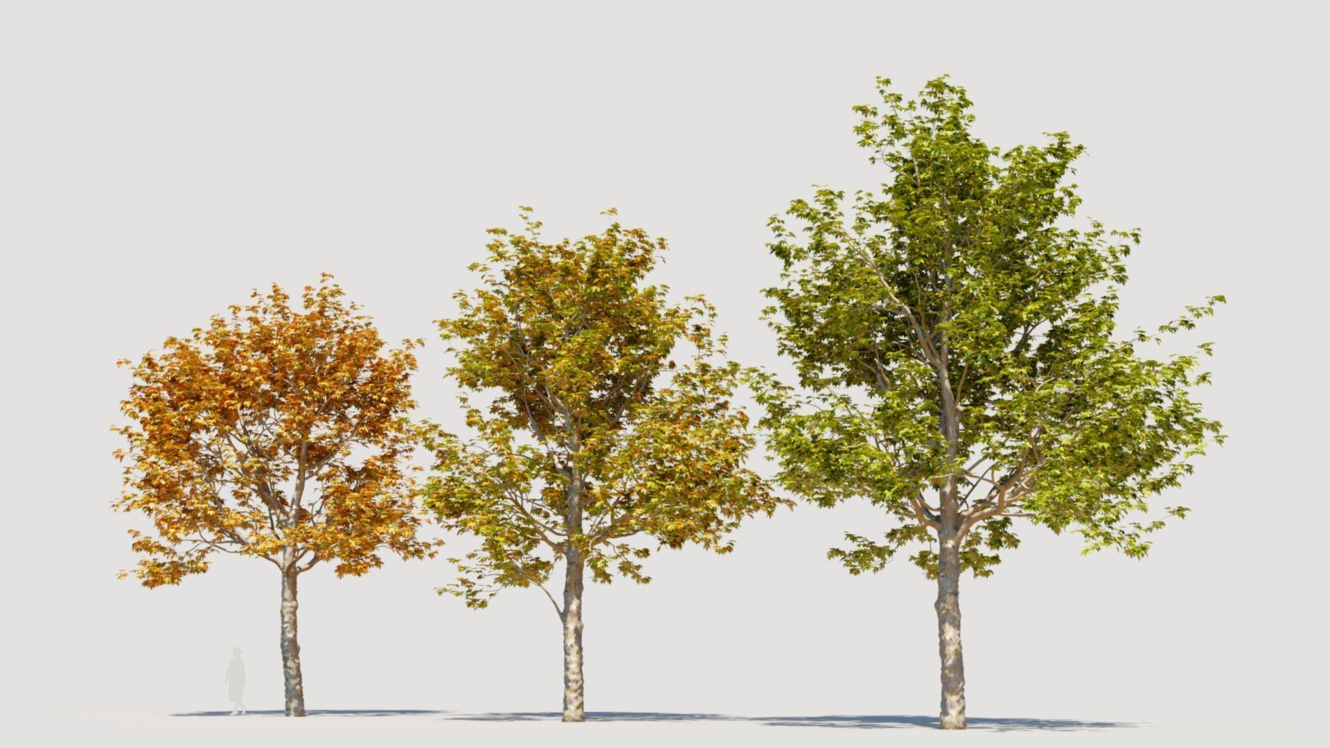 Platanus orientalis a 3D model_5