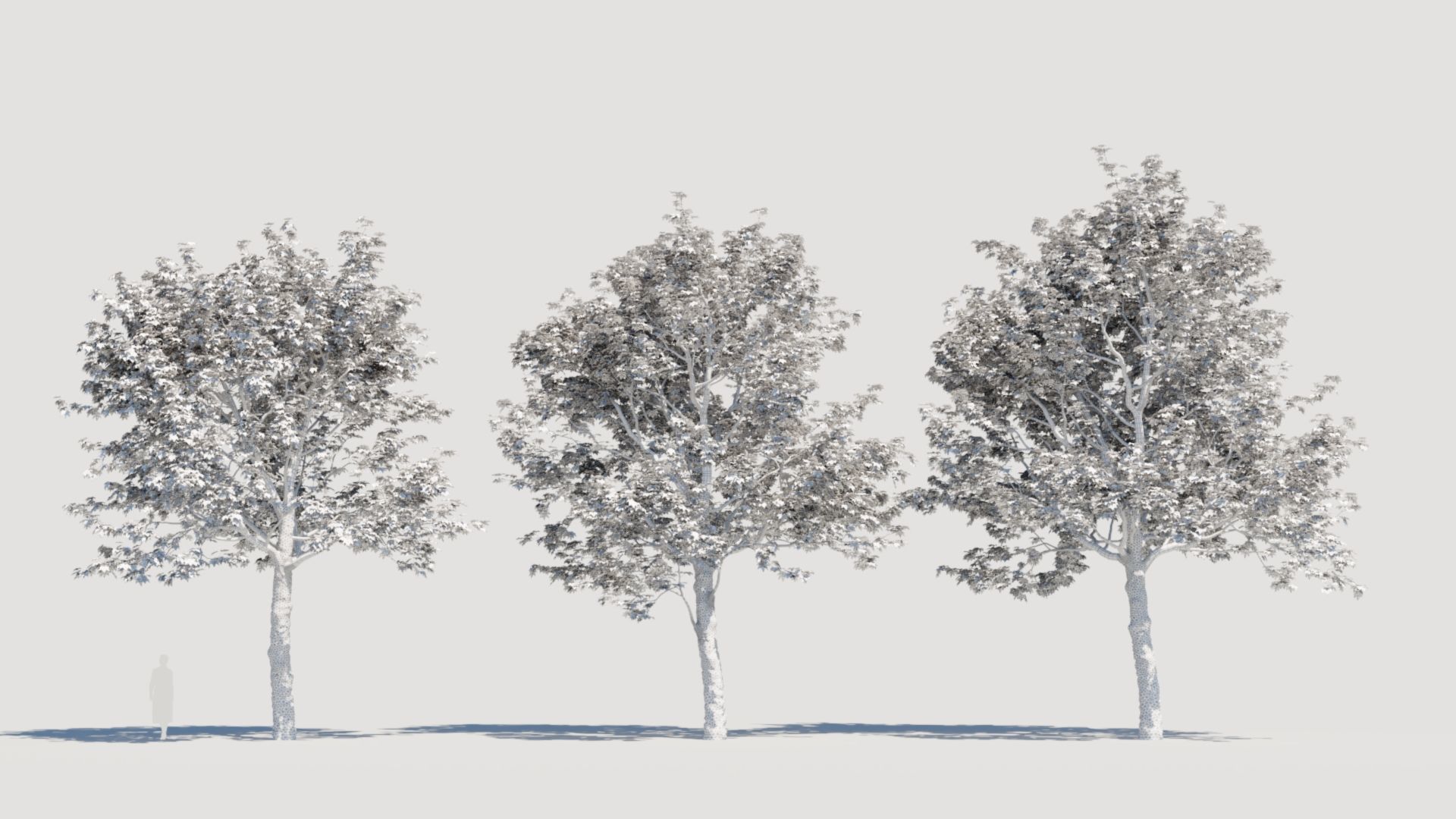 Platanus orientalis a 3D model_4