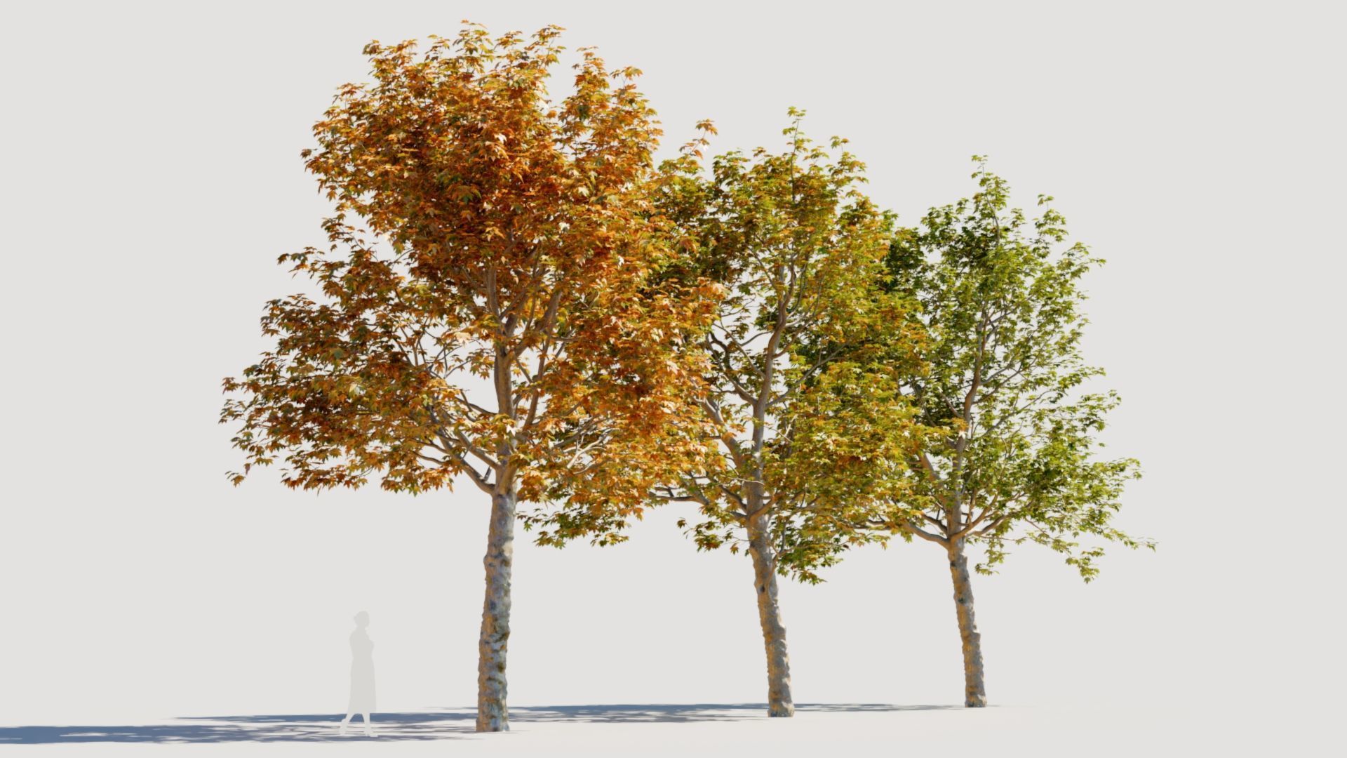 Platanus orientalis a 3D model_7