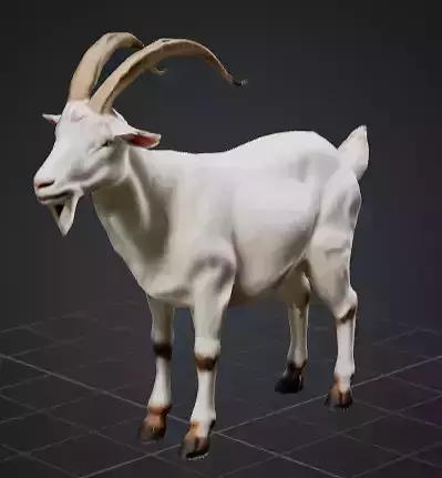 Goat cheap and high quality