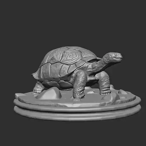 Tortoise
