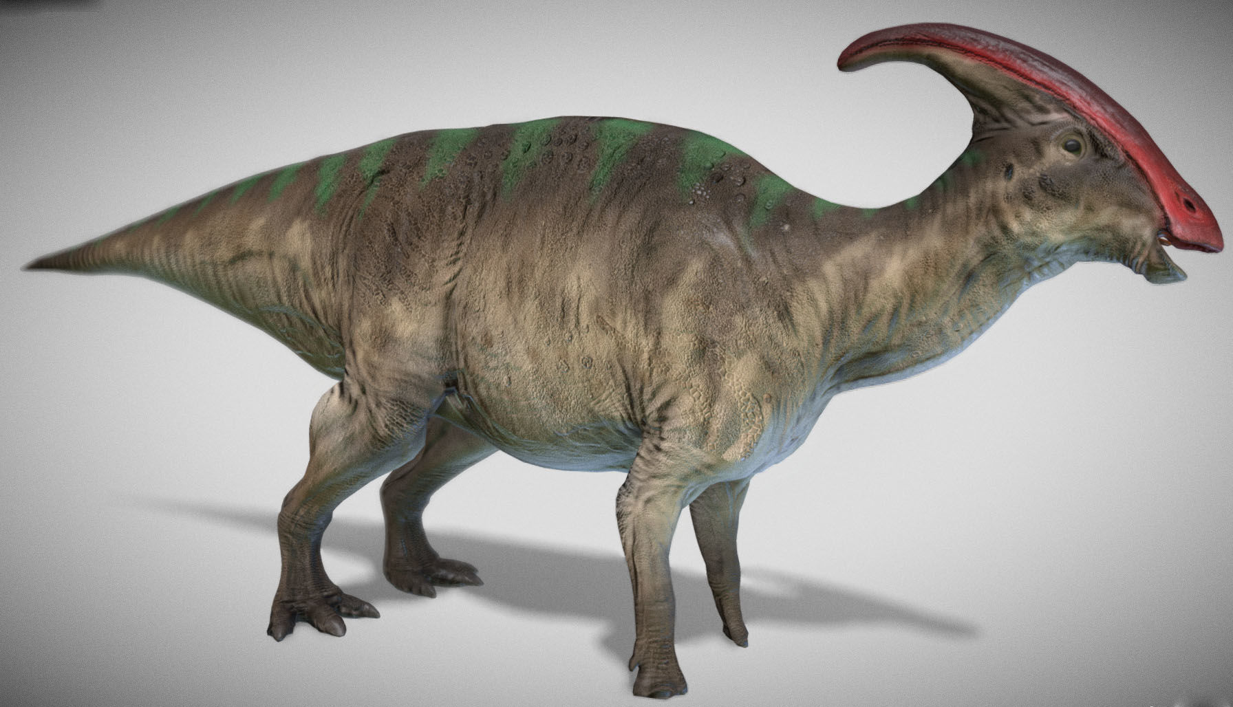 Parasaurolophus Low-poly 3D model_2