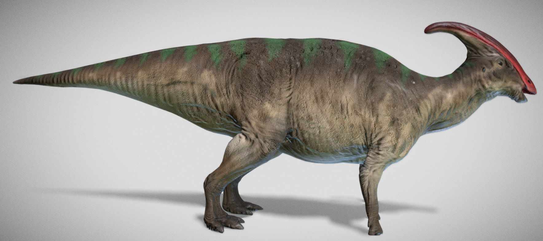 Parasaurolophus Low-poly 3D model_7