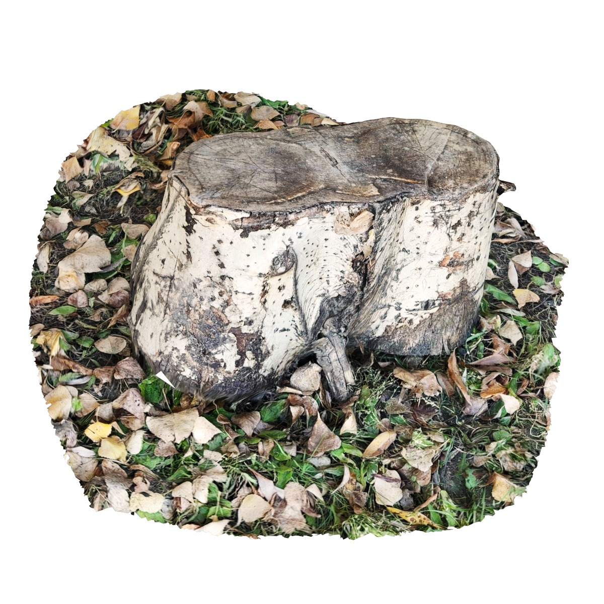 Set of stump models 3D model_6