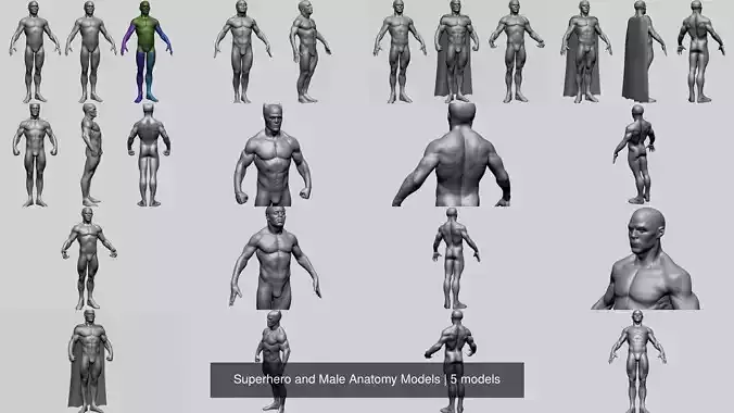 Superhero and Male Anatomy Models 3D Model Collection