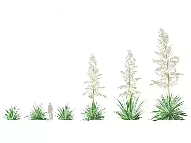 HighPoly LowPoly - Furcraea foetida - Giant Cabuya