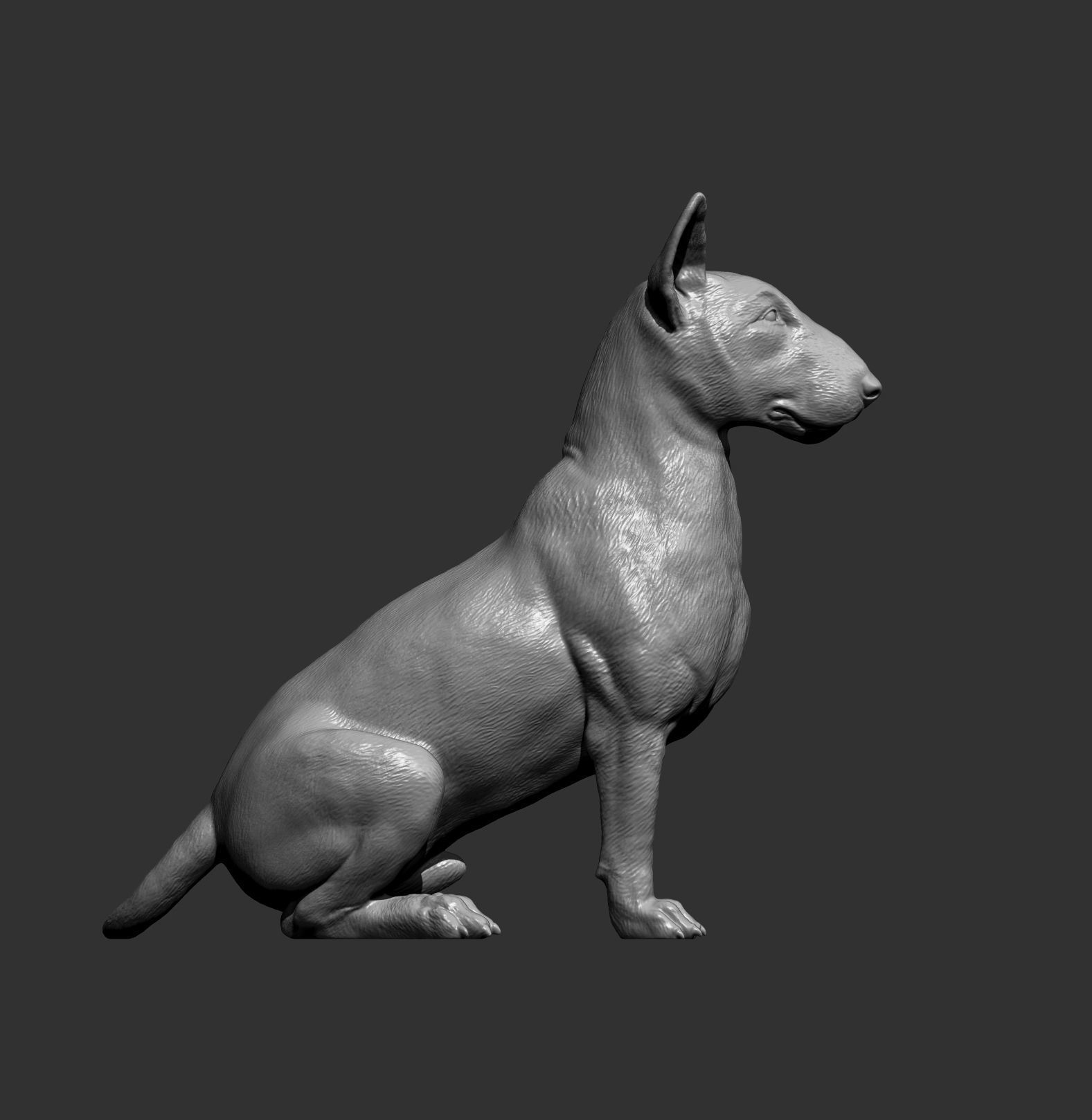 bull terrier sitting 3D print model_6