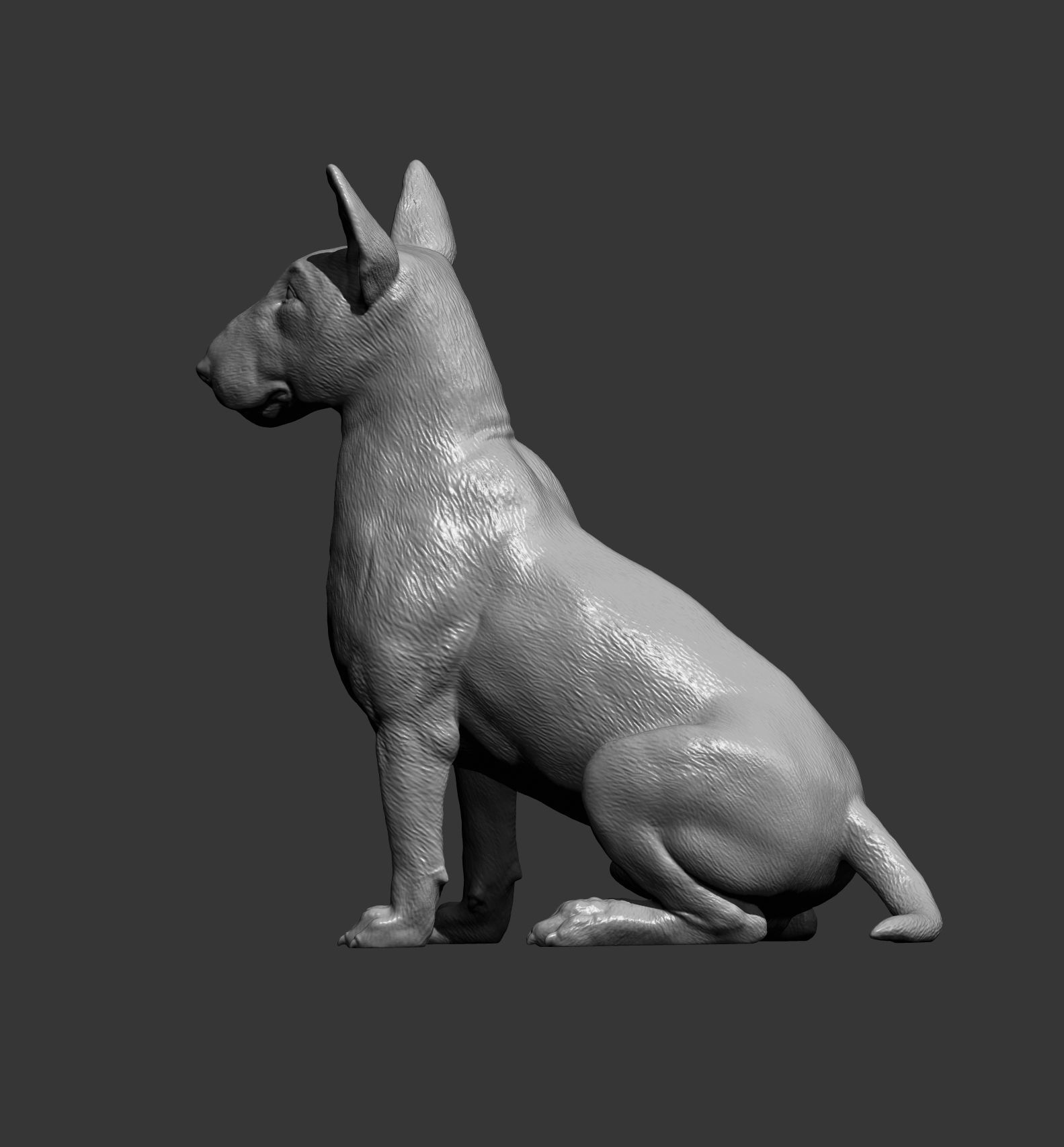 bull terrier sitting 3D print model_9