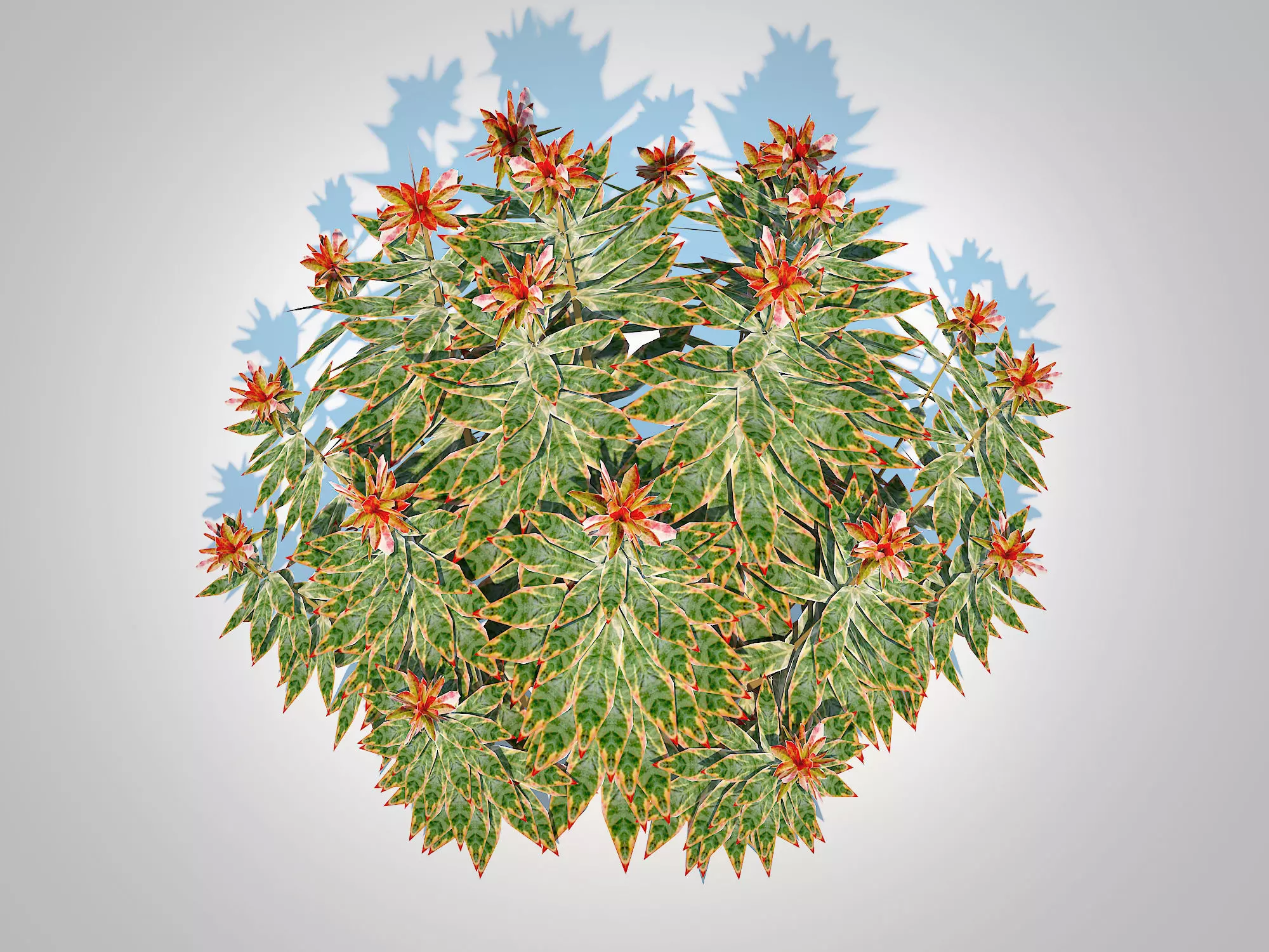 Plant Euphoriba - Helena Low-poly 3D model