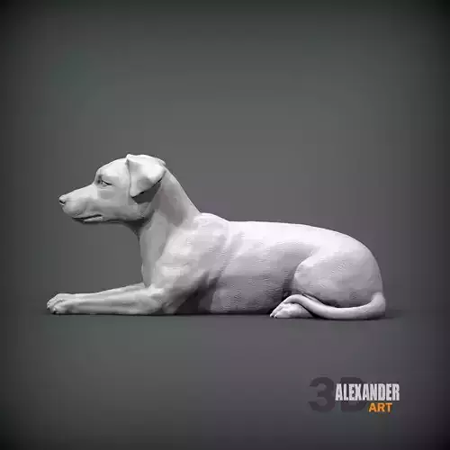 Jack Russell Terrier Lying Down