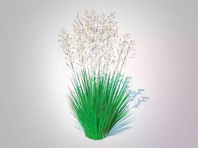 Plant  Festuca - Blue fescue  