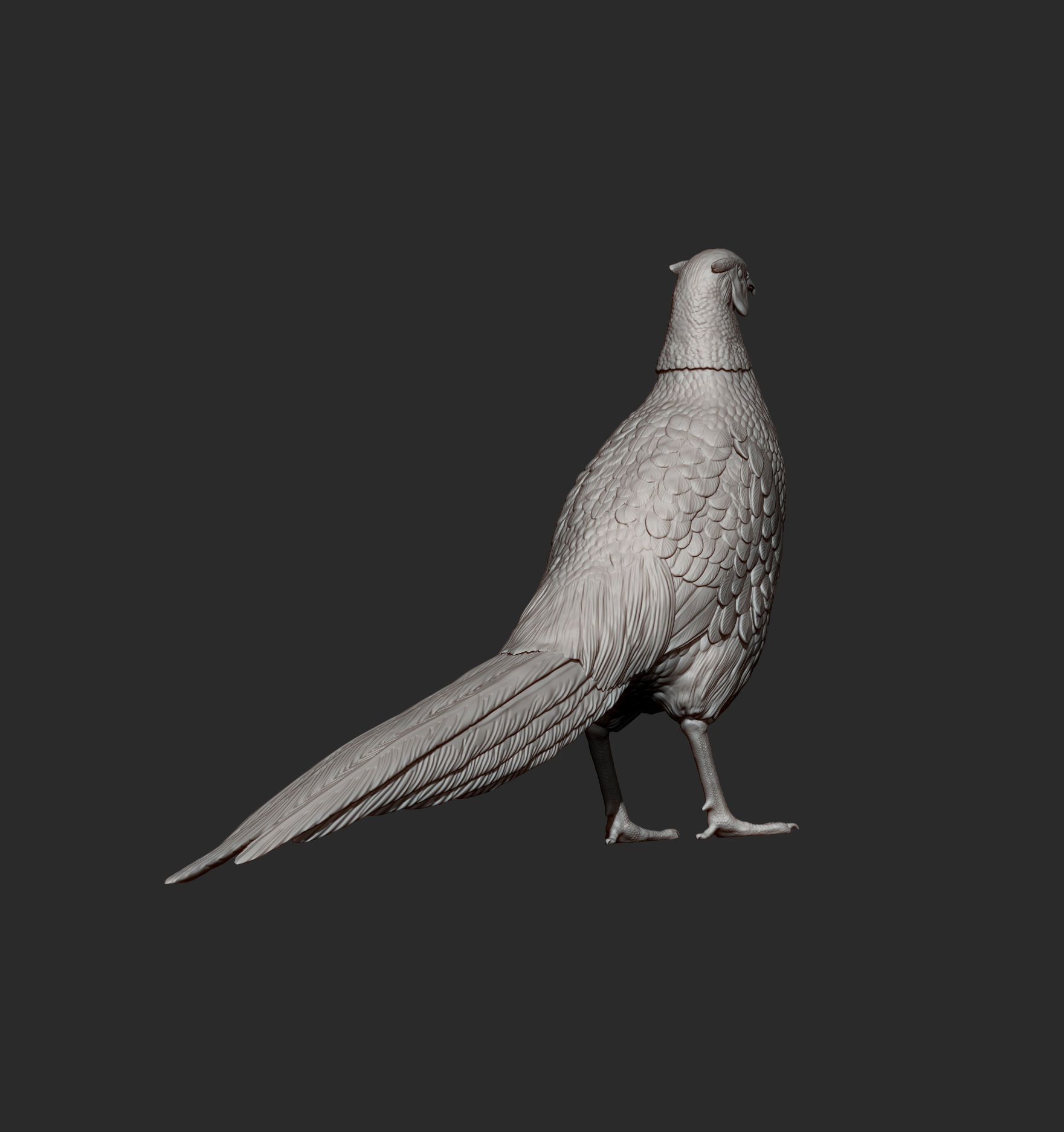 Pheasant 3D print model_10
