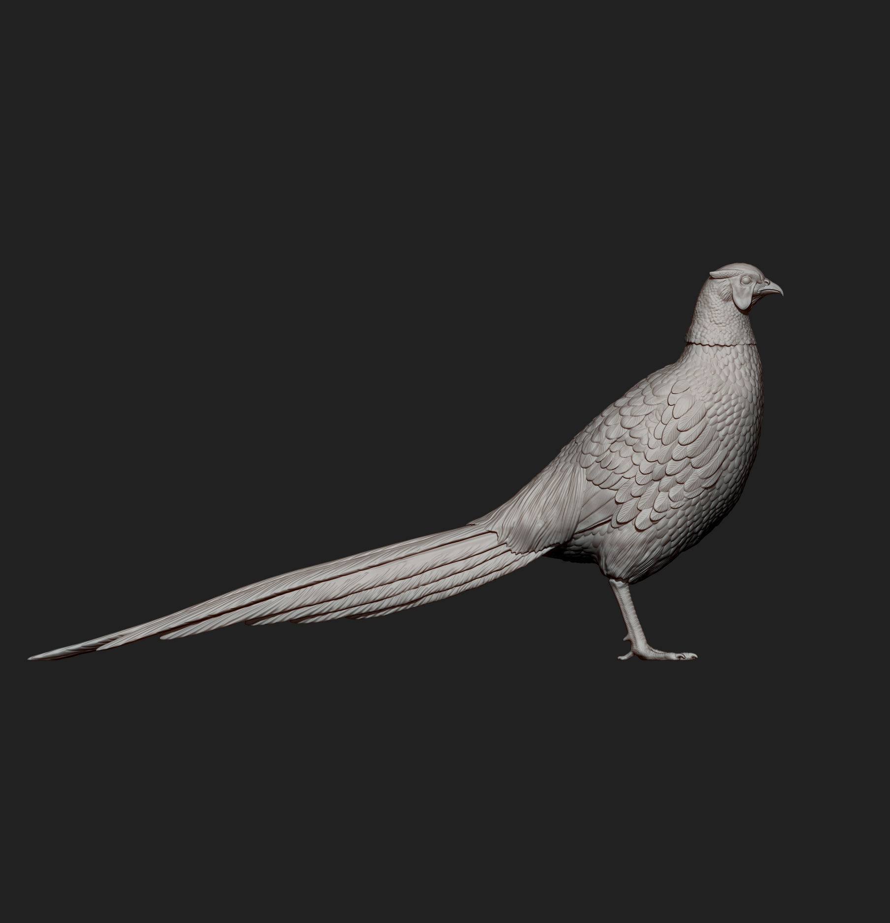Pheasant 3D print model_7