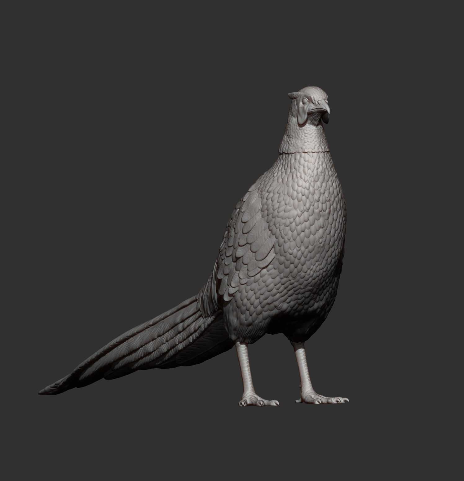 Pheasant 3D print model_9