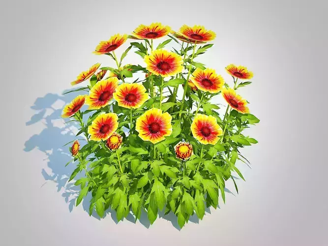 Plant  Gaillardia - Blanket Flower 