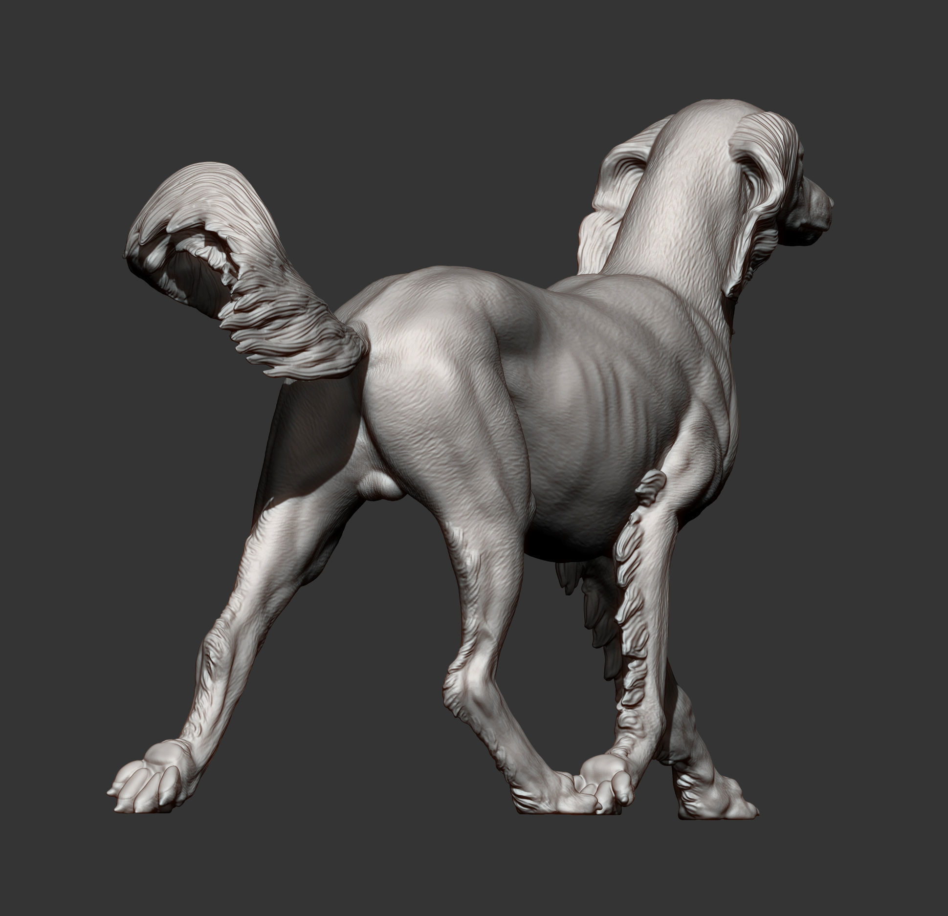 saluki runs 3D print model_11