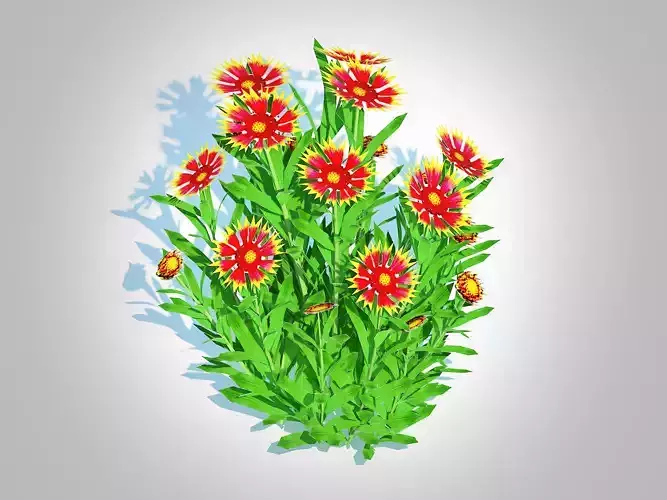 Plant  Gaillardia pulchella 