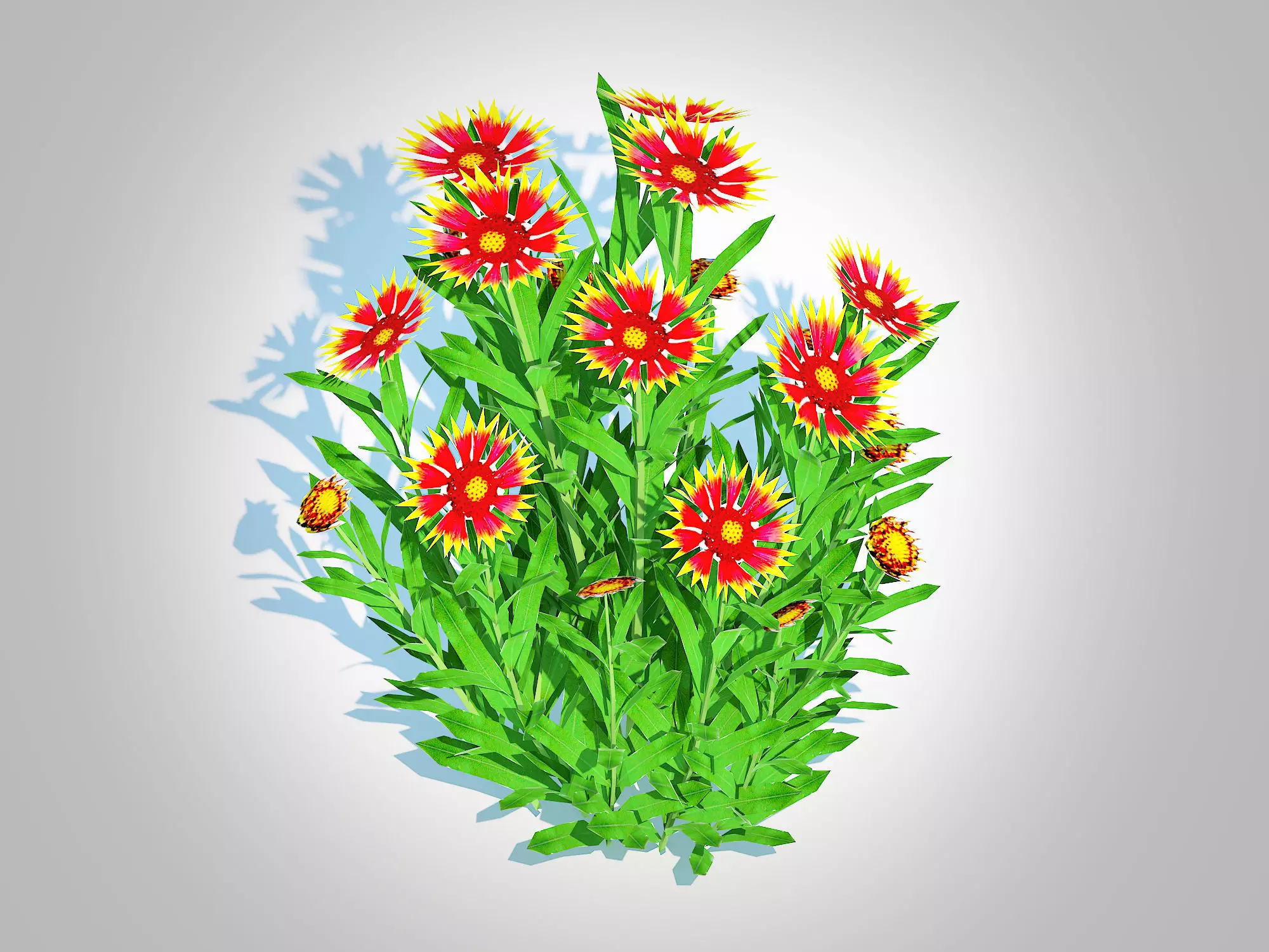 Plant Gaillardia pulchella Low-poly 3D model
