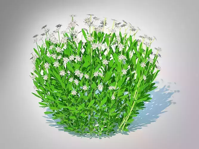 Plant  Galium Sweet Woodruff 