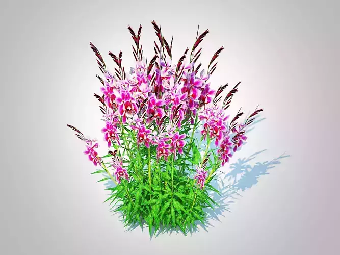 Plant   Gaura lindheimeri  Pink