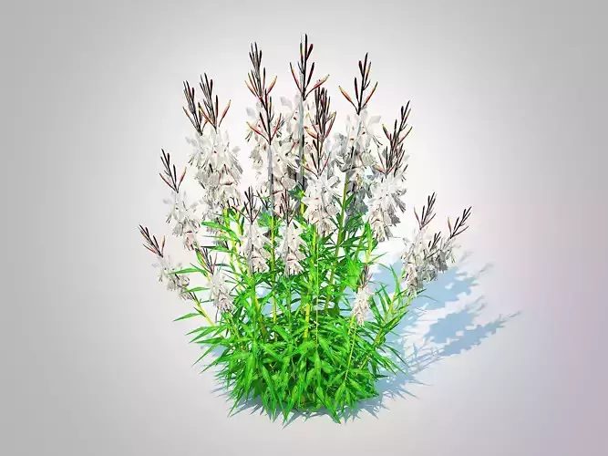 Plant  Gaura lindheimeri  White 