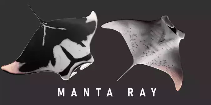 Animated Manta Ray Low-poly 3D model