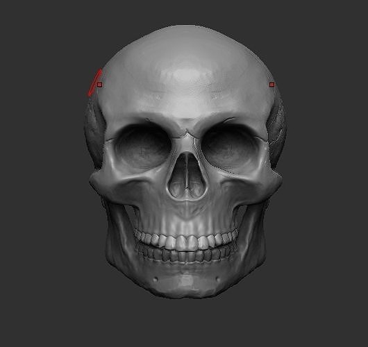 Skull 3D model Zbrush Free 3D print model