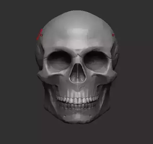 Skull 3D model Zbrush