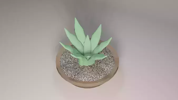 aloe plant pot 
