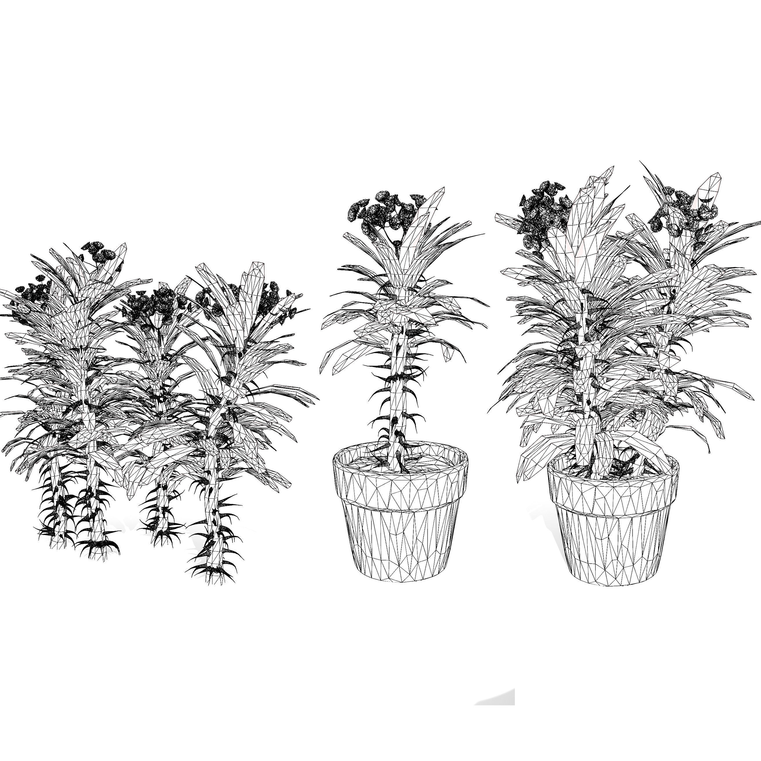 Euphorbia Milii 3D Model Low-poly 3D model_8