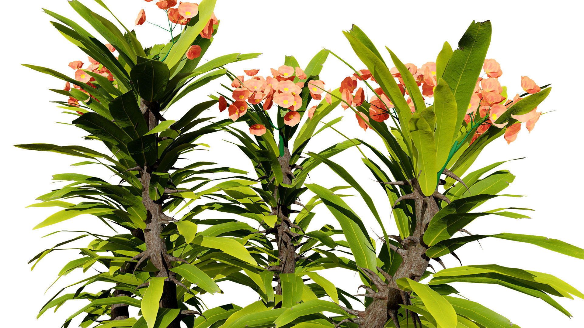 Euphorbia Milii 3D Model Low-poly 3D model_5