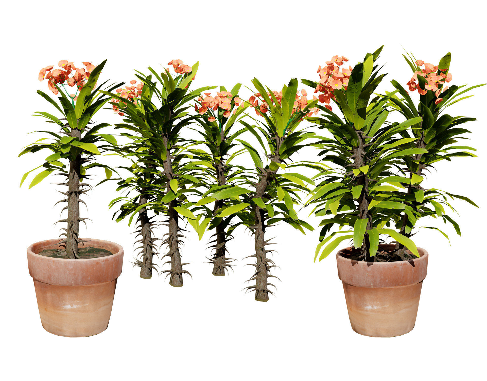 Euphorbia Milii 3D Model Low-poly 3D model_3