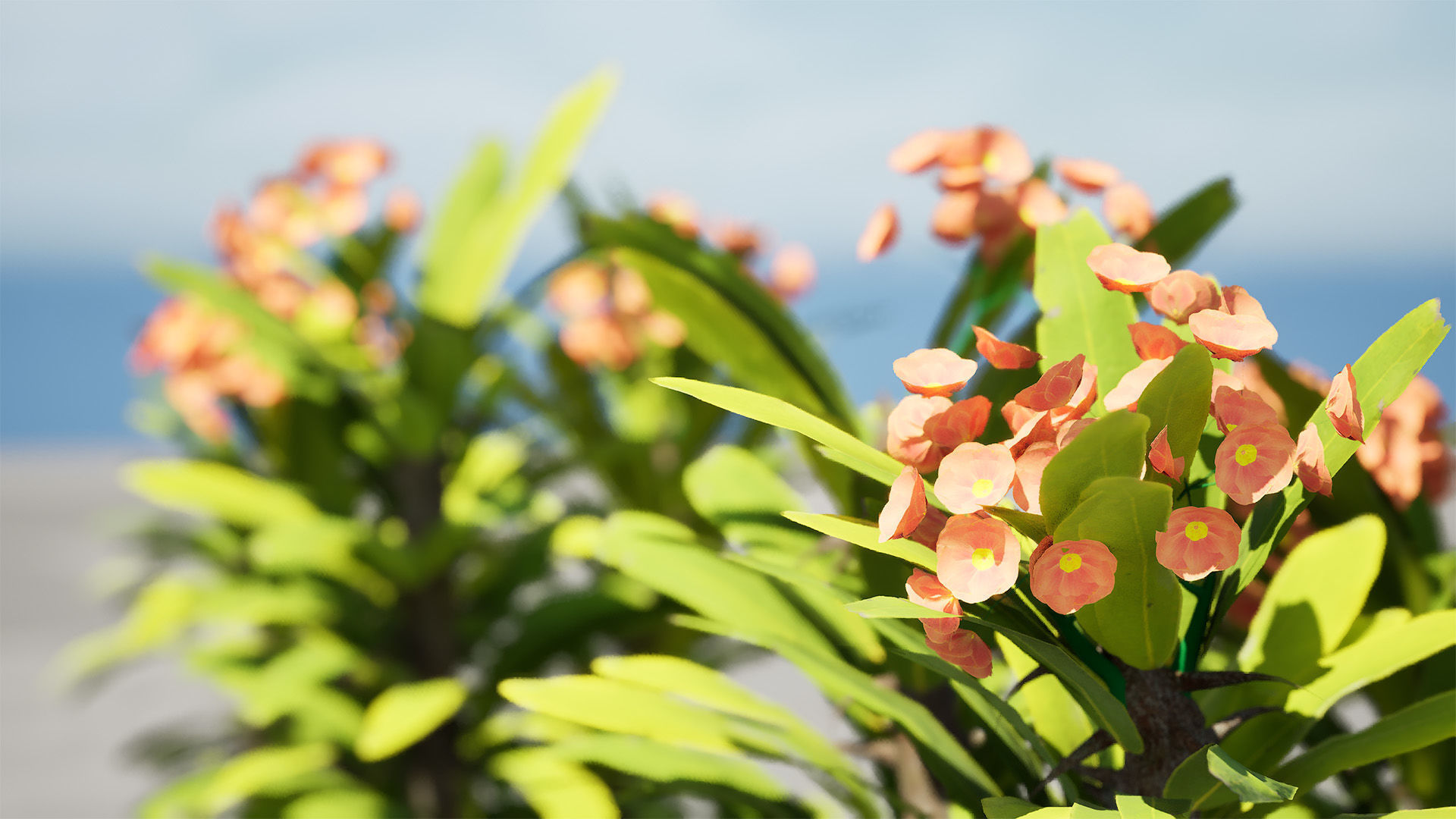 Euphorbia Milii 3D Model Low-poly 3D model_7