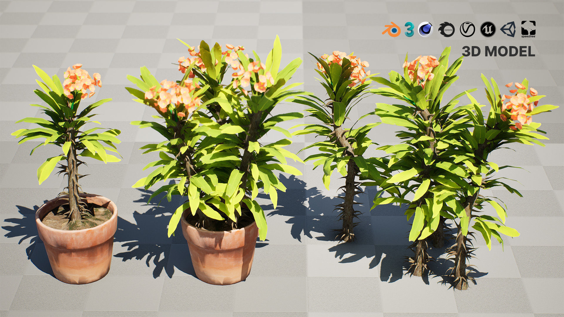 Euphorbia Milii 3D Model Low-poly 3D model_2