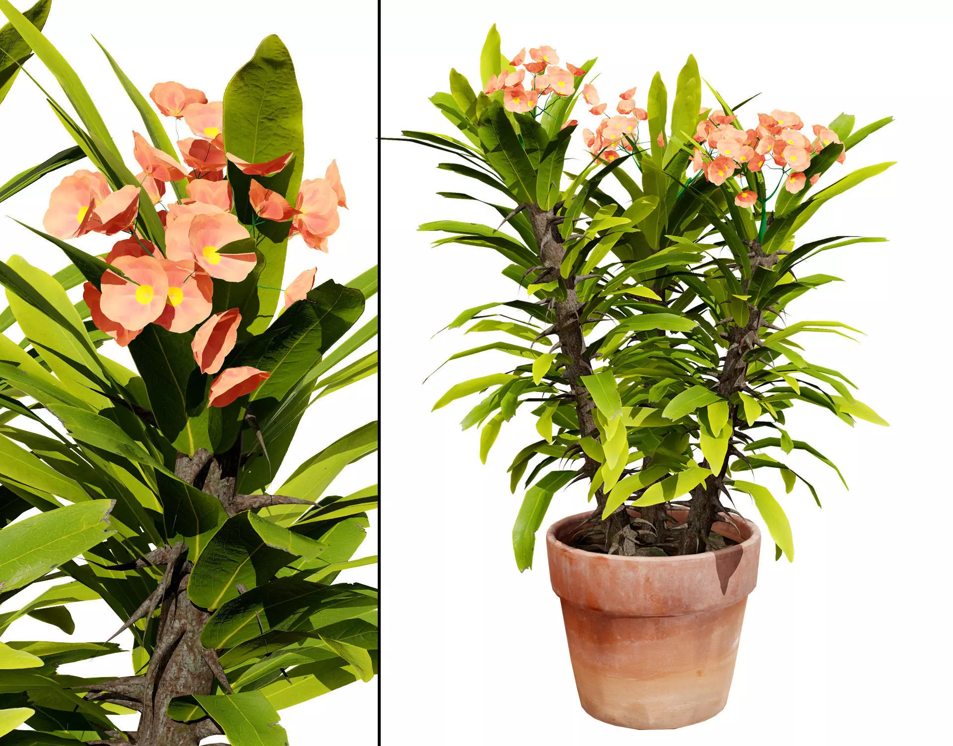 Euphorbia Milii 3D Model Low-poly 3D model_0