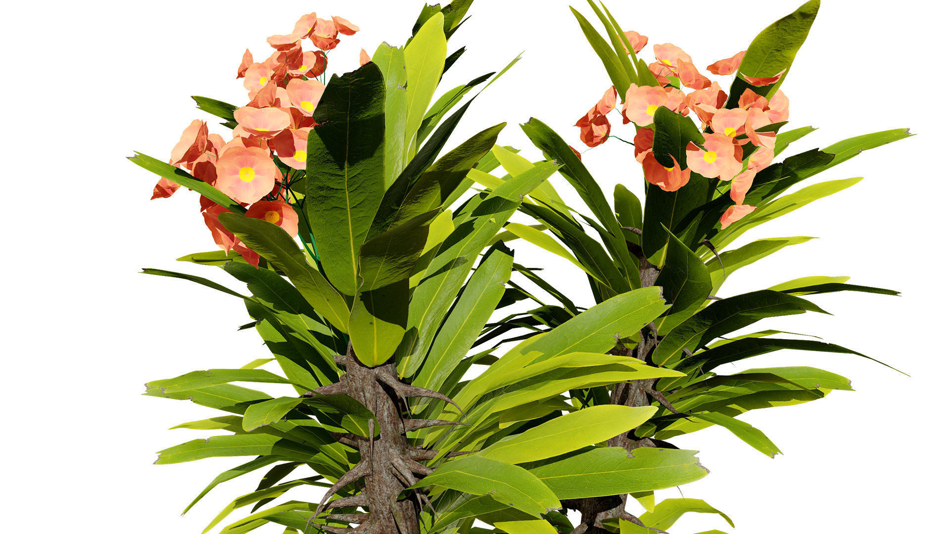 Euphorbia Milii 3D Model Low-poly 3D model_4