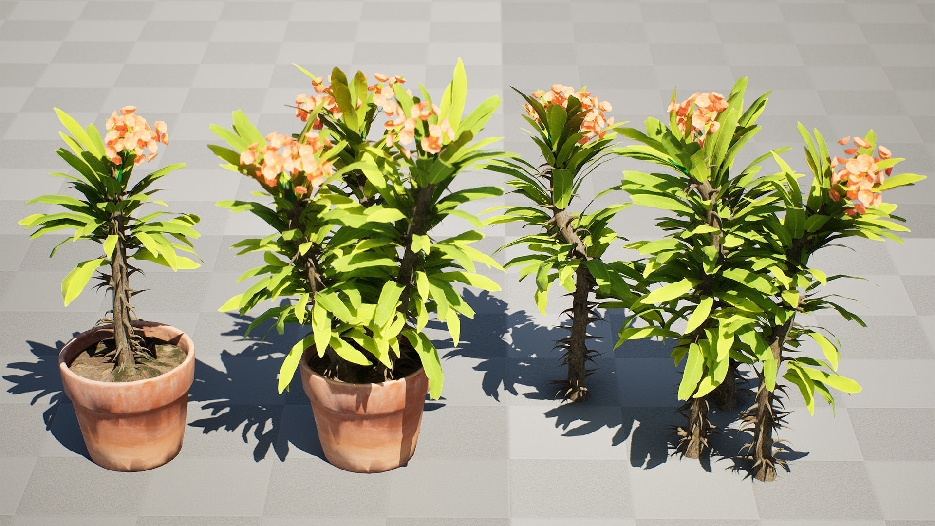Euphorbia Milii 3D Model Low-poly 3D model_6