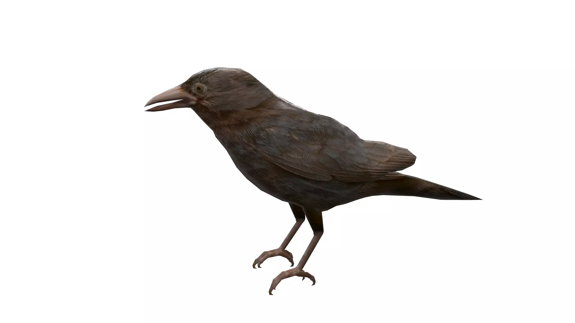 2 Animated Crow Low-poly 3D model_0