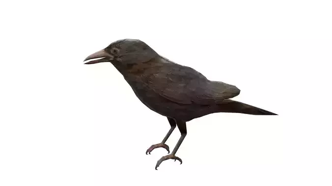 2 Animated Crow