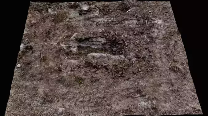 forest ground cutted trees area photogrammetry 