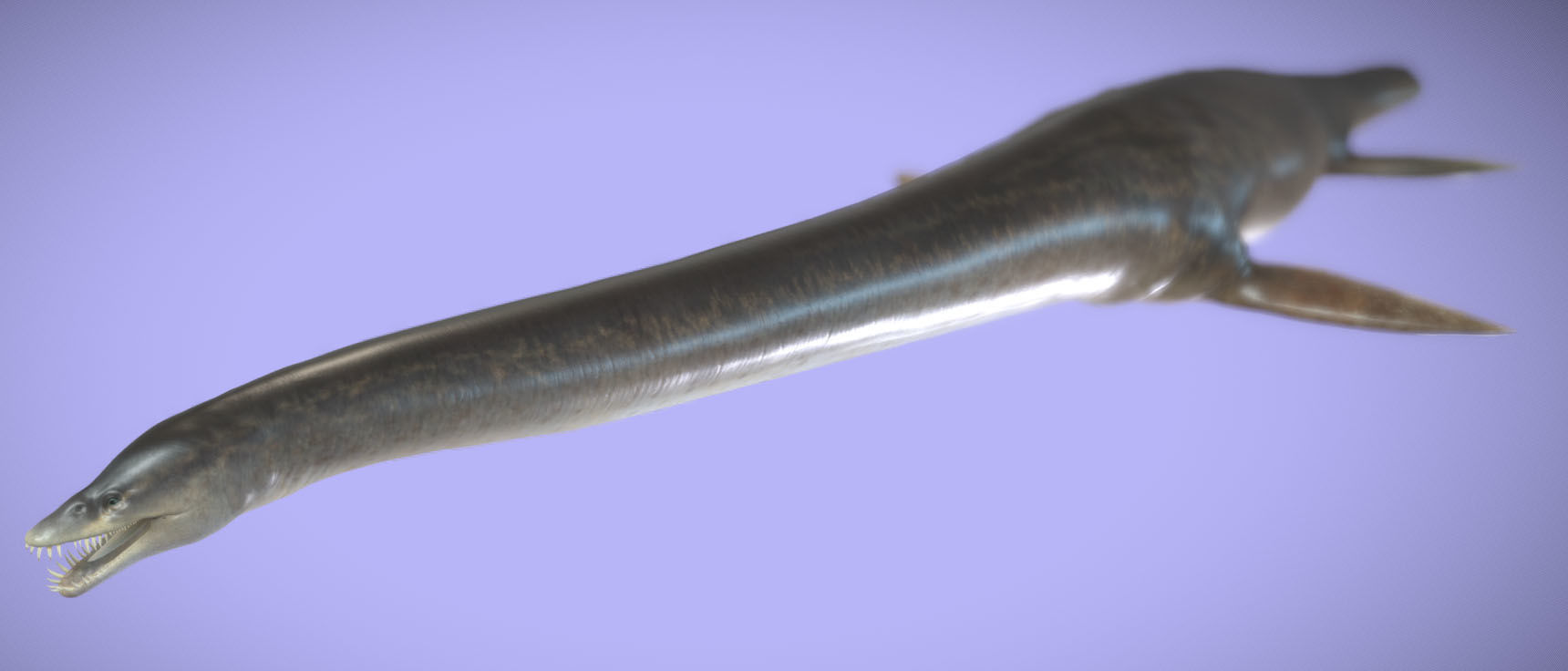 Elasmosaurus Low-poly 3D model_6