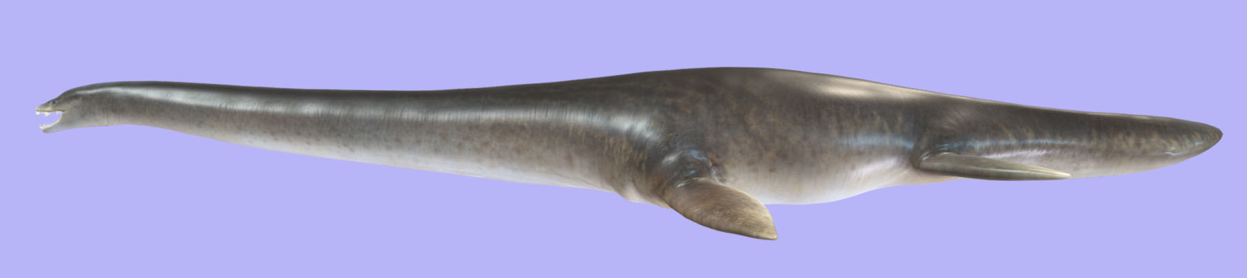 Elasmosaurus Low-poly 3D model_8