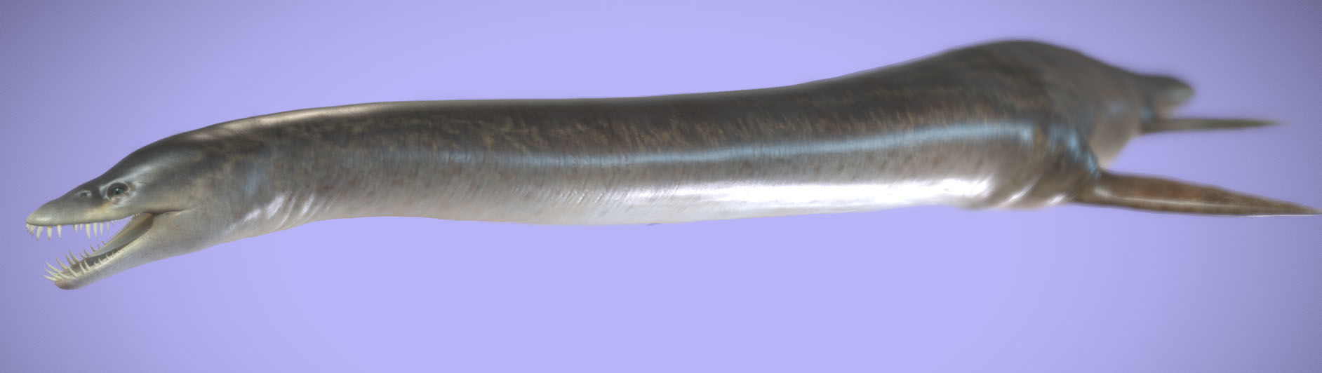 Elasmosaurus Low-poly 3D model_4