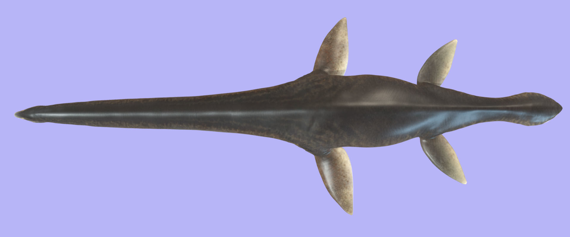 Elasmosaurus Low-poly 3D model_7