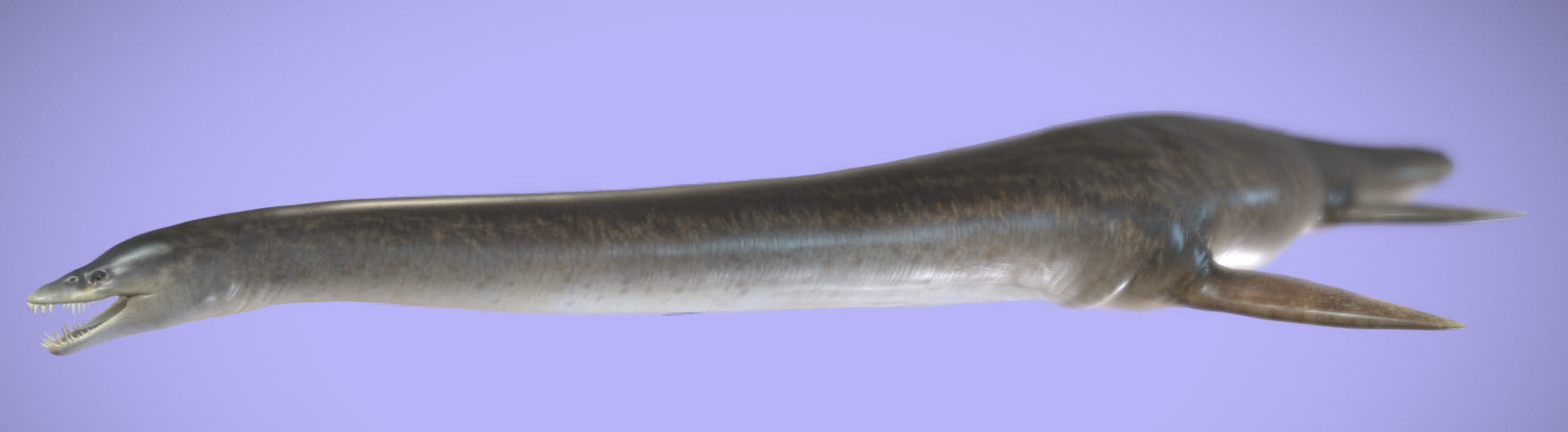 Elasmosaurus Low-poly 3D model_2