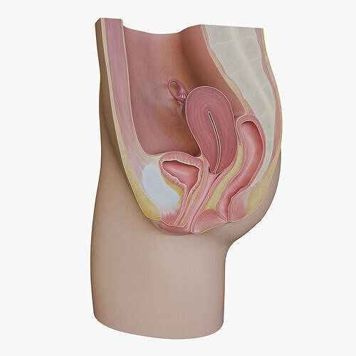 3D Female Reproductive System Section 3D model