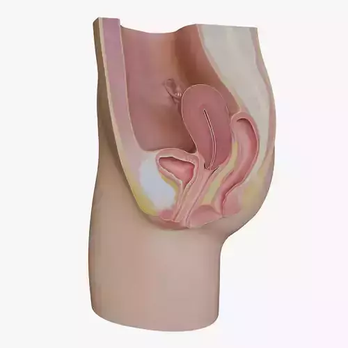 3D Female Reproductive System Section 3D model