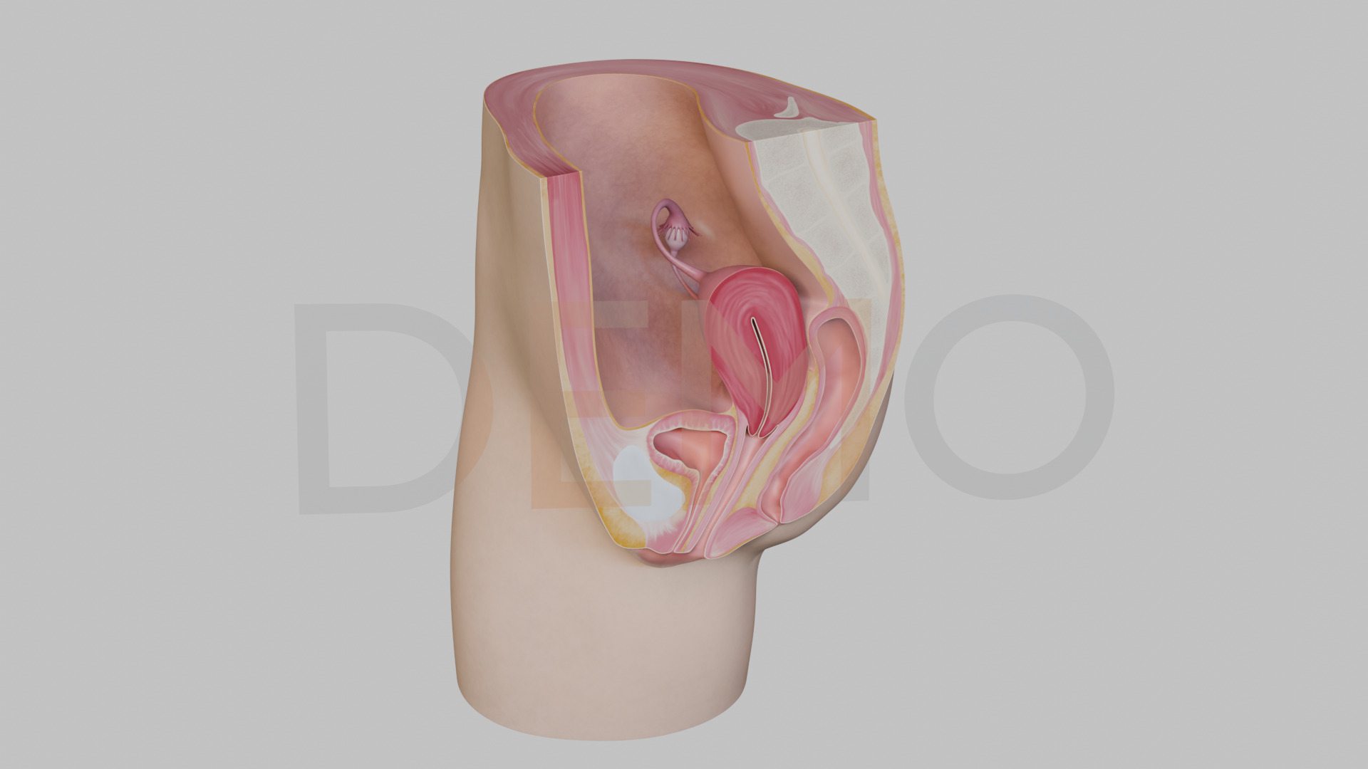 3D Female Reproductive System Section 3D model_1